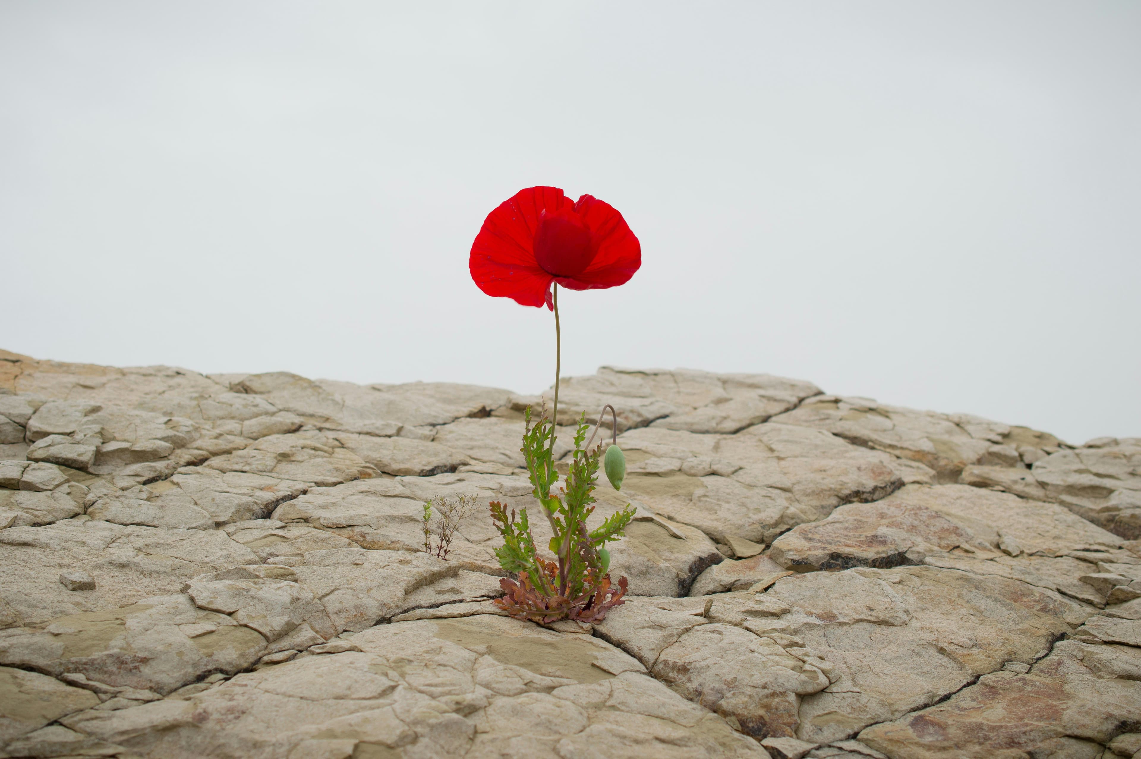 Avoiding Relapse & Building Resilience